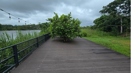 Waterfront deck and landscaped surroundings